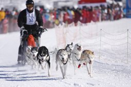 Lenk 2013